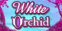 White Orchid